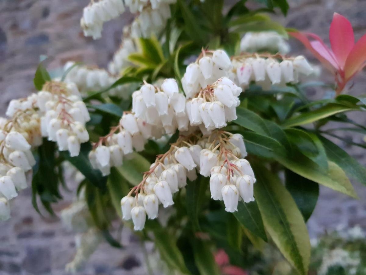 Saint-Aignan  Couloumine Breizh Bed & Breakfast エクステリア 写真