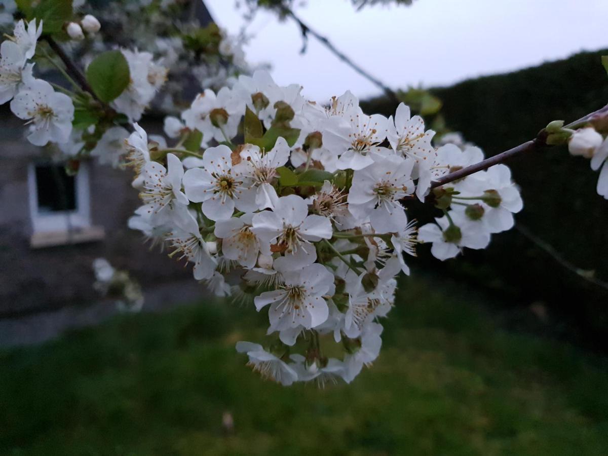 Saint-Aignan  Couloumine Breizh Bed & Breakfast エクステリア 写真