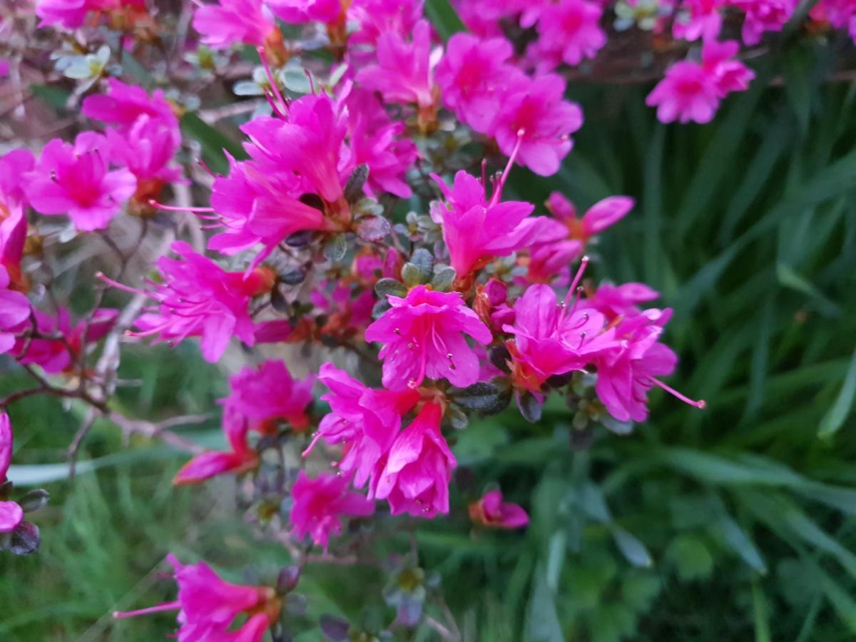 Saint-Aignan  Couloumine Breizh Bed & Breakfast エクステリア 写真